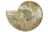Cut & Polished Ammonite Fossil (Half) - Madagascar #187363-1